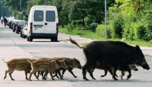 Seguro para accidentes con animales en Sanchis asesore